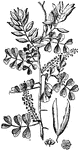 Leaves, flowers, and seeds from the Logwood tree (Haematoxylum campechianum).