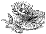 The American lotus or Nelumbo lutea.