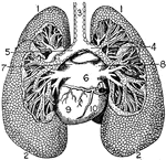 "The Lungs. 1, Summit of lungs. 2, Base of lungs. 3, Trachea. 4, Right bronchus. 5, Left bronchus. 6, Left aurical of heart. 7, Left superior pulmonary vein. 8, Right superior pulmonary vein. 9, Left ventricle of heart. 10, Right ventricle of heart." -Foster, 1921