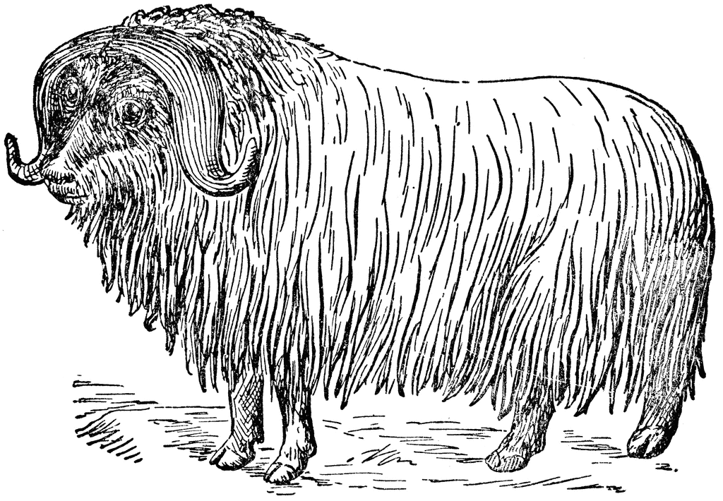 Download Musk Ox | ClipArt ETC