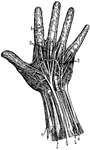 "Nerves of the had. 1, Nerves of the skin; 2, tendons; 3, arteries of the palm of the hand; 4, elbow nerve; 5, elbow artery; 6, nerve of the forearm; 7, nerve of the under-arm; 8, artery of the under-arm." -Foster, 1921