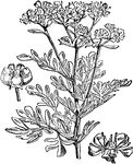 143 illustrations of flowers and shrubs including: quassia, rafflesia, ragweed, ragwort, raspberry, rattle, rattlebox, rhododendron, rhodora, riverweed, rock-rose, rose, rosemary, rue, ruscus, and rush