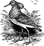 A bird belonging to the grallatores or waders.