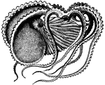 The paper nautilus or argonaut, a cuttlefish.