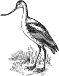 A wading bird found in warm climates.