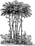 "Bamboo, a giant, treelike member of the grass family." -Foster, 1921