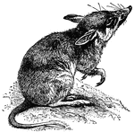 A large rodent native to India not related to bandicoots, the marsupial.