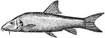 Freshwater fish of the carp family distinguished by its barbs on the mouth.