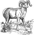 The bighorn is a wild sheep of the Rocky Mountains known to frequent the craggiest of rocks.