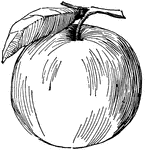 The Fruit ClipArt gallery offers 370 illustrations of sweet-tasting plant products, following the culinary (rather than botanical) definition of the word fruit. Examples include: apples, berries, cherries, currants, dates, figs, grapes, guavas, lemons, mangos, melons, oranges, papaws, peaches, pears, pineapples, plums, pomegranates, quinces, and strawberries.
<p>All illustrations in the <em>ClipArt ETC</em> collection are line drawings. If you are looking for 
<a href="https://etc.usf.edu/clippix/pictures/fruits/">
color photographs of fruit</a>, please visit the <a href="https://etc.usf.edu/clippix/"><em>ClipPix ETC</em></a> website.