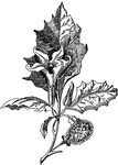 The jimson weed (Datura stramonium) of the Nightshade family known as a hallucinogen.