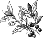 The huckleberry is a fruit of the heath family of plants.