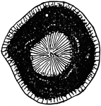 "Diabantite, ore material, and agate in vesicle of main basalt. The radial mass occupying the center is diabantite, the opaque material surrounding it is magnetite or ilmenite, and the outer rim is agate." -Walcott, 1901