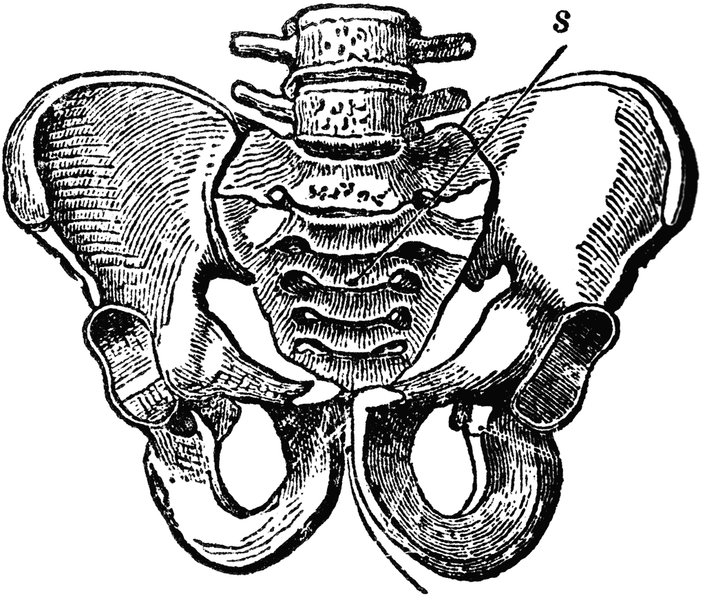 Bone Pelvic Clipart Male Bony Pelvis Human Clip Etc Medium Cliparts Structu...