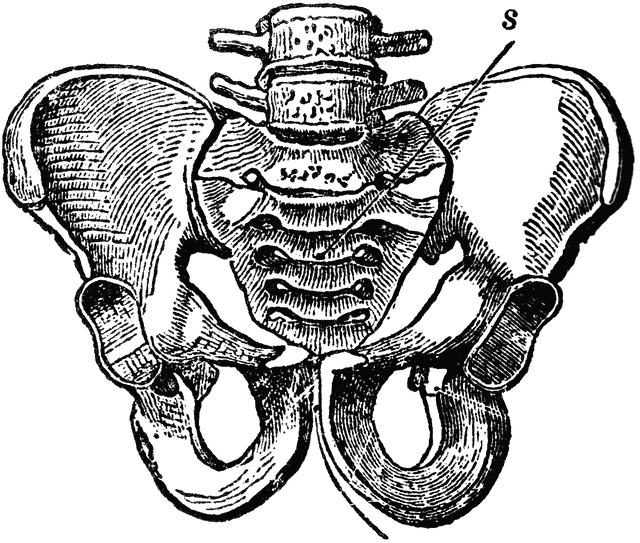 Pelvic Bone, Male | ClipArt ETC