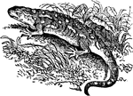 The name given to various animals included in the class Amphibia and in the order Urodela of that class. The salamanders may be divided into the land salamander and the water salamanders.
