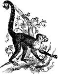 The name generally given to a group of South American prehensile-tailed monkeys, including fifteen or sixteen species, whose characteristics it is exceedingly difficult properly to define.