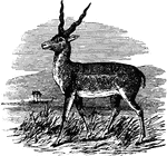 the common Indian antelope remarkable for its swiftness and beauty. It is abundant in the open dry plains of India, in flocks of from ten to sixty females to a single male.