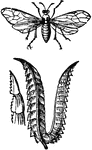 A group of insects belonging to the order Hymenoptera, and distinguished by the peculiar confirmation of the ovipositor of the females, which is composed of two broad plates, with serrated or toothed edges.
