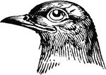 The head of a Cuckoo, a bird belonging to the Scansores order. Scansores is an order of birds, popularly known as climbing birds. The most important of the families are the cuckoos, the woodpeckers and wry-necks, the parrots, the toucans, the trogons, the barbets, and the plantain-eaters.