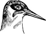The head of a Green Woodpecker, a bird belonging to the Scansores order. Scansores is an order of birds, popularly known as climbing birds. The most important of the families are the cuckoos, the woodpeckers and wry-necks, the parrots, the toucans, the trogons, the barbets, and the plantain-eaters.