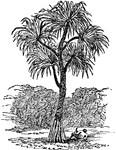 The type of an order of trees or brushes known as the Pandancae or Screw-pine order. They are natives of tropical regions, and abound in insular situations, such as the eastern Archipelago.