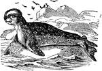 The genus Cystophora includes the large bladder-nose, hooded or crested seal of the Greenland seas, in which the nose of the males has a curious dispensable sac, and which attains an average length of from 10 to 12 feet.