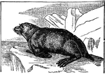 The species found in Alaska and the Commander Islands in the Bering Sea is the fur seal.
