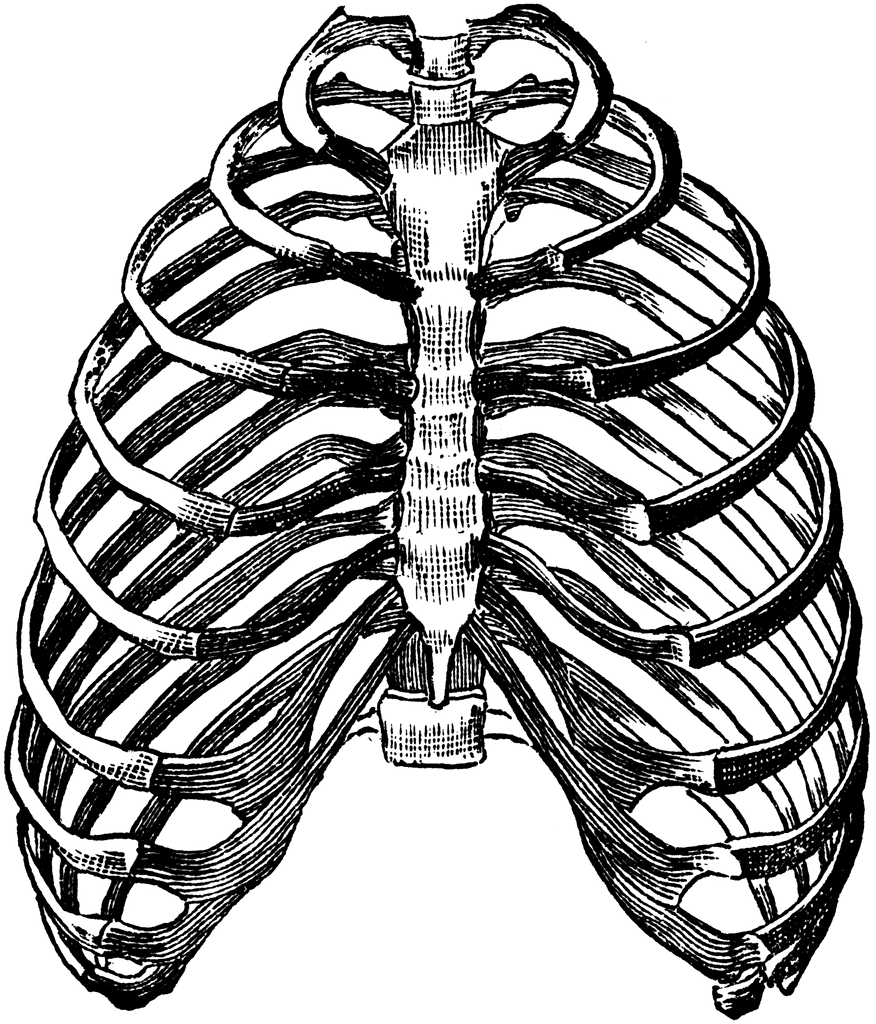 ribs clip art