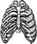 The thorax consists of the dorsal vertebrae, the ribs, and the sternum.