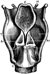 Labels: T, thyroid cartilage: C, cricoid cartilage; Tr, trachea; H, hyoid bone; E, epiglottis; I, joint of thyroid cartilage; Ar, arytenoid cartilages.