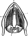 Labels: (1 and 2), the ligatures; 3, arytenoid cartilages; 4, thyroid cartilage