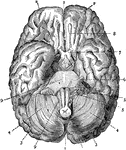 Labels: 1, longitudinal fissure separating the hemispheres; 2 and 3, front and posterior lobes of the cerebrum; 4 cerebellum; 7, optic nerve; 8, olfactory nerve; 9, medulla.