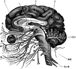 The brain and the cranial nerves seen partly in section and partly in side view. Labels: C, convolutions of the cerebrum; Cbl, cerebellum in section; MD medulla oblongata: Sp N, spinal nerve. The numbers indicate the twelve pairs of cranial nerves in order.