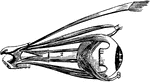 The eyeball with its muscles attached. The upper muscle not attached to the ball belongs to the upper eyelid. The muscle in front is cut away.