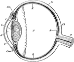 Section of the eyeball. Labels: Con, conjunctiva; C, cornea; A, aqueous humor; I, iris; L, crystalline lens; V, vitreous humor; Sc, sclerotic coat; Ch, choroid coat; R, retina; O, optic nerve, Cm, ciliary muscle.