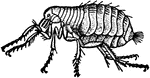 A magnified image of a flea.