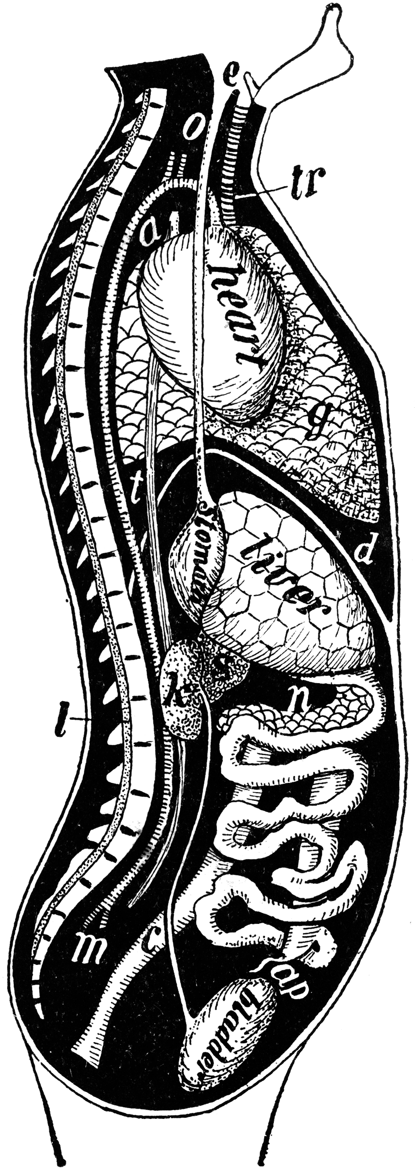 View of Organs from the Side | ClipArt ETC