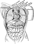 Organs in the body cavity viewed from the front.