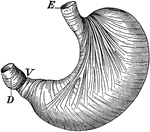 The stomach showing the muscles which churn the food. Labels: E, where food enters; V, entrance into the intestine, D.
