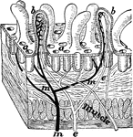 A tiny block cut from the wall of the intestine showing villi. Labels: a, mouths of glands; b, villus cut open; e, lacteal; m, blood tubes to absorb food.