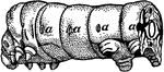 Front half of a caterpillar. Labels: a, opening air tubes, a pair of which are shown in black at the cut end.