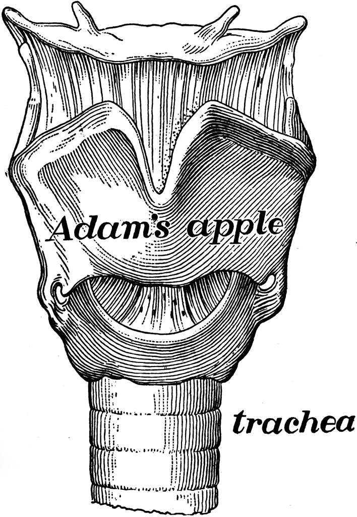 Anterior View of the Larynx, vintage engraving - Stock Illustration  [12815298] - PIXTA