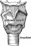 The larynx is made of several pieces of gristle held together by muscle and other tissue. The largest piece of gristle forms the prominence in the throat, called the Adam's apple.