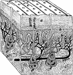 A magnified block of the skin. Labels: a, dead part; d, live part of the epidermis; e, sweat glands; n, nerve endings.