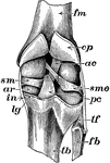 A knee joint cut open from behind to show the ligaments.