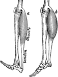 The muscle thickens when it shortens to draw up the heel.