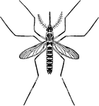 The mosquito sucks the germs of the sick and transmits germs to healthy individuals.