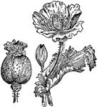 The opium plant can be used to produce sleep, numb pain, and quiet the organs of the body.
