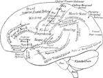A diagrammatic view displaying the functions of the brain.
